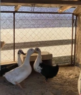 ثلاثة بط جوز ما فيهم شي واحد ذكر اثنين ثلاثة فرنسي