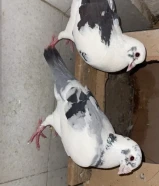 للبيع حمام زاجل للسباق وللإنتاج559