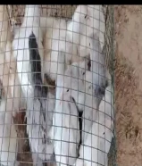 للبيع فروخ براهما العمر شهرين