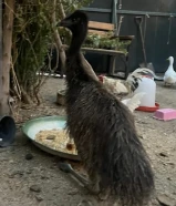 فرخ نعام استرالي