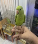 للبيع متو (دره) هولندي