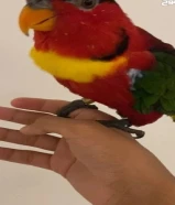 انثى لوري بلو بايد نادر