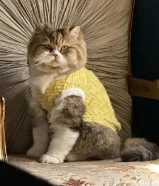 متوفر قط بريطاني لونغ هير – لون مميز