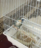 للبيع طبر مو ربوه او صغير بل عمر مو ربوه او ياكل من اليد ويكون واحد يخاف الله