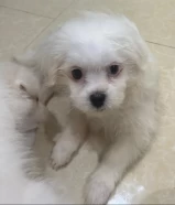 2 month old maltese puppies with vaccinations