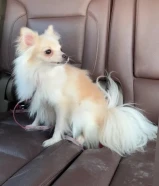 للبيع بومرينان