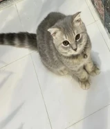 80 kdمع اغراضها