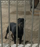 للبيع ذكر روت وايلر