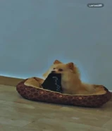 مفقود كلب بولمبرينام