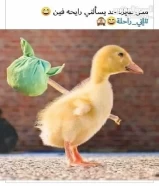 بط فرنسي بياض البيع كميات جمله بيض بط مصري وفرنسي