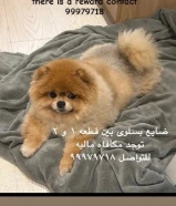 me if price dropsكل مفقود missing dog