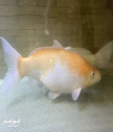 Dسم Koi Fish كبير