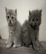 Persian short hair kitten