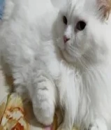 قطه شيرازي للتبني المؤقت او الدائم لدواعي السفر