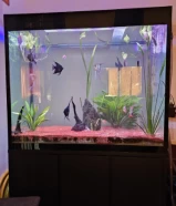 Aquariums for sale