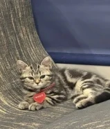 قط للتبني بقيمة 30 دينار مكس بريتش وسكوتش شورت هير