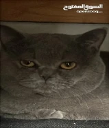قط للتزاوج طالب للتزاوج