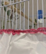 للبيع فحل ياسمين طائفي