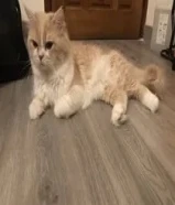 قطه شيرازي للتبني