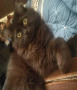 قطط للبيع Cats for sale شيرازي هيمالايا قطط للبيع Cats for sale شيرازي هيمالايا قطط للبيع Cats for s