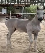 للبيه مهر مصري بيور