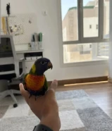 طير لوري للبيع بدايه طيران نظيف جدا