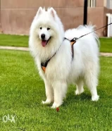 كلب سامويد للبيع samoyed breed