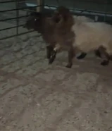 للبيع رخال محليه طيبات العمر6شهور