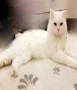 للتبني قط ذكر شيرازي أبيض نظيف وهادىء55320900