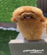 البيع توي بودل ذكر تي كب 3 سنوات