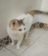 مندوب توصيل حيوانت اليفه قطط الي العيادات البيطريه الشويخ والري وجميع العيادات البيطريه