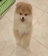 للبيع البنت وابوها