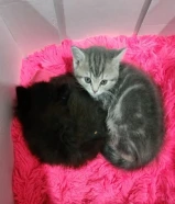 Long Hair breed kittens