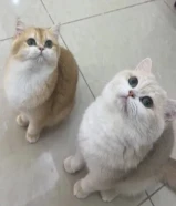 مطلووووووب قطو ذكر من هالنوعيه يكون تبني