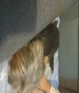 كلبة يوركشاير للبيع