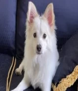 130 دينار1 year old ( Japanese Spitz ) male dog99613574