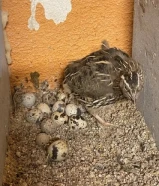 فري بياض وصحه طيبه