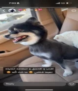 كلب بمرينين للبيع السبب لا أملك عيشه مناسبه له