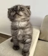 280 KWDسكوتش فولد موون فيس kitten