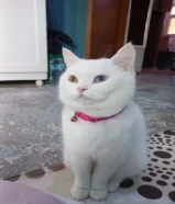 قطط تبني مؤقت