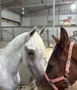 للبيع فلو فرنسي الأب بطل و الام بطله