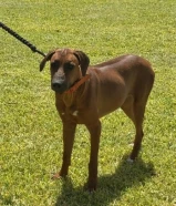 متوفر ذكور و اناث كمية محدودة جدا باحسن حالة و لسا بعمر صغير سنة و اقل