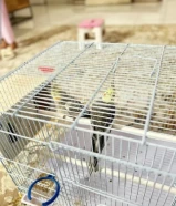 للبيع طيور كروان ازواج و عندهم بيضه