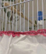 للبيع فحل ياسمين طائفي