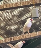 للبيع محمية طيور جاوا عكس