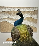 للبيع طاووس محنط