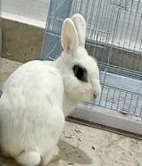 أرنب أوروبي أليف European Bunny Rabbit