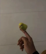 للبيع طير حب ربوة