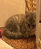 قطة جميلة صغيرة