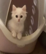 قطط للبيع. عمر شهرين